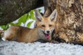 Red fox, vulpes vulpes in forest. Close wild predators in natural environment