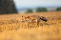 Red fox Vulpes vulpes on a freshly mown stubble.Young rusty fox running across a field with mown grain.Fox in orange evening Royalty Free Stock Photo