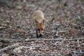 red fox (Vulpes vulpes) Germany Royalty Free Stock Photo