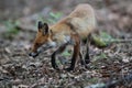 red fox (Vulpes vulpes) Germany Royalty Free Stock Photo