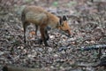 red fox (Vulpes vulpes) Germany Royalty Free Stock Photo