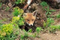 Red Fox (Vulpes vulpes)Germany Royalty Free Stock Photo