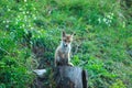 Red Fox & x28;Vulpes vulpes& x29;Germany Royalty Free Stock Photo