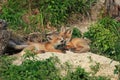 Red Fox & x28;Vulpes vulpes& x29;Germany Royalty Free Stock Photo