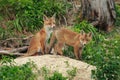 Red Fox (Vulpes vulpes)Germany Royalty Free Stock Photo