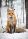 Red Fox - Vulpes vulpes, healthy specimen In his habitat in the woods. Royalty Free Stock Photo