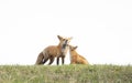 A Red fox Vulpes vulpes and her kit on a grassy hill in springtime in Canada Royalty Free Stock Photo