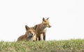 A Red fox Vulpes vulpes and her kit on a grassy hill in springtime in Canada Royalty Free Stock Photo