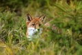 Young red fox Vulpes vulpes is hidden in the undergrowth in the forest