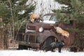 Red Fox (Vulpes vulpes) On Hood One Leaping and Silver Fox at Truck Winter