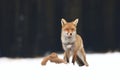 Red fox Vulpes vulpes hunting. Fox with caught hare. Hunter with prey. Orange fur coat animal in snow on forest meadow. Wildlife Royalty Free Stock Photo