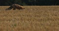 Red fox, Vulpes vulpes, hunting voles on stubble. Fox sniffs about prey on field after corn harvest.