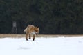 Red fox Vulpes vulpes hunting. Wildlife scene from winter nature. Orange fur coat animal on forest meadow in heavy snowfall. Royalty Free Stock Photo