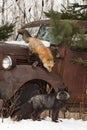 Red Fox Vulpes vulpes Jumps Down From Truck Hood Silver Fox Below Winter