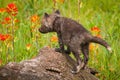 Red Fox Vulpes vulpes Kit Climbs Up Log to Sniff Prairie Flower Summer Royalty Free Stock Photo