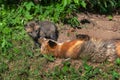 Red Fox Vulpes vulpes Kit Interacts With Adult Outside Den Summer Royalty Free Stock Photo