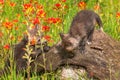 Red Fox Vulpes vulpes Kit Investigate Log With Prairie Fire Flower Summer
