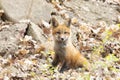 A Red fox Vulpes vulpes kit playing in the leaves in springtime in Canada Royalty Free Stock Photo