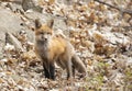 A Red fox Vulpes vulpes kit playing in the leaves in springtime in Canada Royalty Free Stock Photo