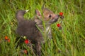 Red Fox Vulpes vulpes Kit Sniffs at Castilleja Flower Summer Royalty Free Stock Photo