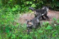 Red Fox Vulpes vulpes Kits Frolic Outside Den Summer