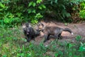 Red Fox Vulpes vulpes Kits Next to Each Other Outside Den Summer Royalty Free Stock Photo