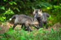 Red Fox Vulpes vulpes Kits Outside Den Summer Royalty Free Stock Photo