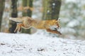 Red fox (Vulpes vulpes) long jump in snowed forest. Wildlife scene from Europe. Orange fur coat animal hunting in nature