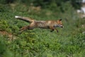 Red fox Vulpes vulpes long jump in winter forest. Wildlife scene from Europe. Orange fur coat animal hunting in nature habitat. Royalty Free Stock Photo