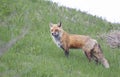 A Red fox Vulpes vulpes looking for her kits on a grassy hill in springtime in Canada Royalty Free Stock Photo