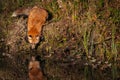 Red Fox Vulpes vulpes Looks Down at Reflection in Water Autumn