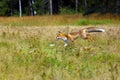 Red fox Vulpes vulpes looks for food in a meadow. Young red fox on green field with dark spruce forest in background