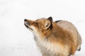 Red Fox Vulpes vulpes Looks Up and to Left Winter Royalty Free Stock Photo