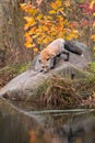 Red Fox (Vulpes vulpes) Lowers Head to Sniff Rock Reflected in Water Autumn Royalty Free Stock Photo