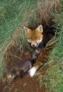 Red Fox, vulpes vulpes, Mother with Cub standing at Den Entrance, Normandy