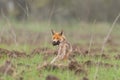 Red fox Vulpes vulpes. Mother Fox with her Prey