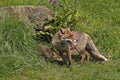 Red Fox, vulpes vulpes, Mother and Pup, Normandy in France