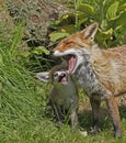 Red Fox, vulpes vulpes, Mother and Pup, Normandy in France