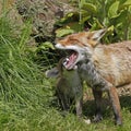 Red Fox, vulpes vulpes, Mother and Pup , Normandy in France