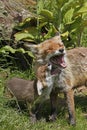 Red Fox, vulpes vulpes, Mother and Pup playing, Normandy in France