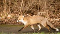 Red Fox male Vulpes vulpes