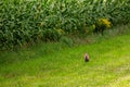 Red Fox Vulpes vulpes next to a Wisconsin cornfield in September