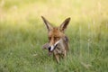 Red Fox, vulpes vulpes, Normandy, Morphing