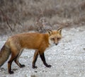 Red fox, Vulpes vulpes, out for his daily hunting trip. Royalty Free Stock Photo