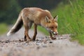 Red fox walking on path in meadow. Hungry beast sniffs about food Royalty Free Stock Photo