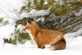 A Red fox Vulpes vulpes in pine tree forest with a bushy tail hunting in the freshly fallen snow in Algonquin Park, Canada Royalty Free Stock Photo