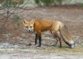 A Red fox Vulpes vulpes in pine tree forest with a bushy tail walking and looking back at my camera in the forest in autumn in A Royalty Free Stock Photo