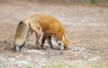 A Red fox Vulpes vulpes in pine tree forest with a bushy tail walking and looking back at my camera in the forest in autumn in A Royalty Free Stock Photo