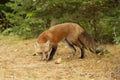 A Red fox Vulpes vulpes in pine tree forest with a bushy tail walking and looking back at my camera in the forest in autumn in A Royalty Free Stock Photo