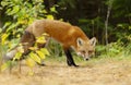 A Red fox Vulpes vulpes in pine tree forest with a bushy tail walking and looking back at my camera in the forest in autumn in A Royalty Free Stock Photo